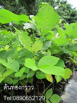 ต้นทองกวาว | สวนสมโภชพันธุ์ไม้ - แก่งคอย สระบุรี