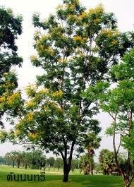 ต้นนนทรี  | สวนสมโภชพันธุ์ไม้ - แก่งคอย สระบุรี