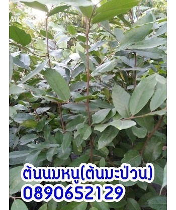 ต้นนมหนู  | สวนสมโภชพันธุ์ไม้ - แก่งคอย สระบุรี