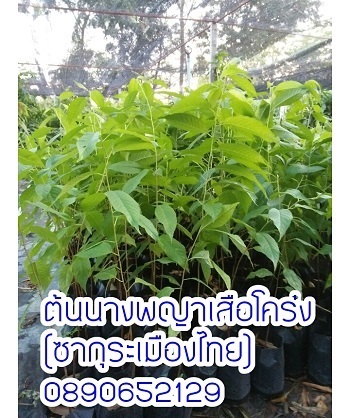 ต้นนางพญาเสือโคร่ง หรือซากุระเมืองไทย | สวนสมโภชพันธุ์ไม้ - แก่งคอย สระบุรี