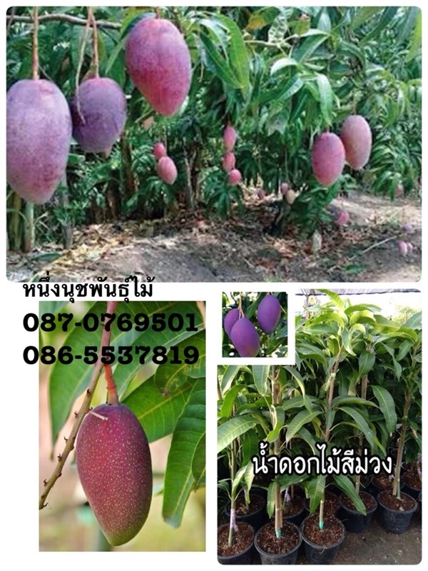 มะม่วงน้ำดอกไม้สีม่วง | ร้านหนึ่งนุชพันธุ์ไม้ - สามพราน นครปฐม