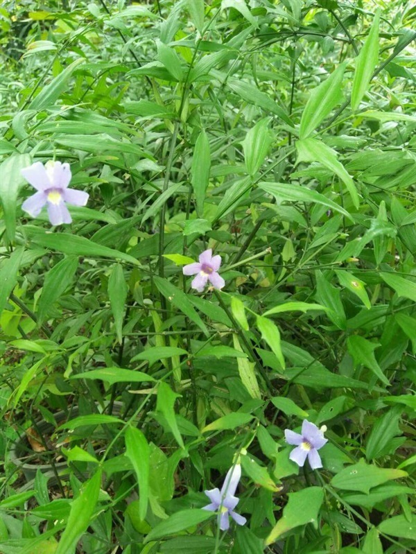 ช้องนางเล็ก | สวนไม้งาม เชียงใหม่ - แม่ริม เชียงใหม่