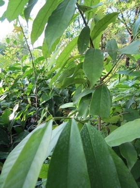 ต้นบุหงาลำเจียก | สวนสมโภชพันธุ์ไม้ - แก่งคอย สระบุรี