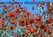 ต้นปาริฉัตร  | สวนสมโภชพันธุ์ไม้ - แก่งคอย สระบุรี