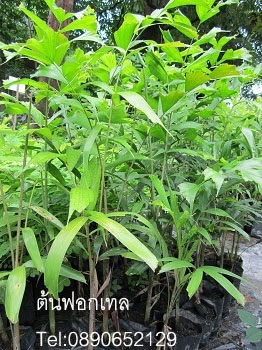 ต้นปาล์มฟอกเทล  | สวนสมโภชพันธุ์ไม้ - แก่งคอย สระบุรี