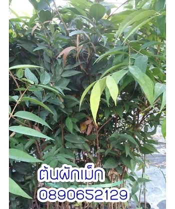 ต้นผักเม็ก | สวนสมโภชพันธุ์ไม้ - แก่งคอย สระบุรี