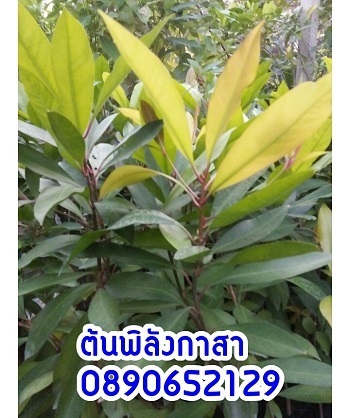 ต้นพิลังกาสา  | สวนสมโภชพันธุ์ไม้ - แก่งคอย สระบุรี