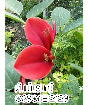 ต้นมโนรมย์  | สวนสมโภชพันธุ์ไม้ - แก่งคอย สระบุรี