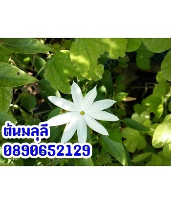 ต้นมลุลี | สวนสมโภชพันธุ์ไม้ - แก่งคอย สระบุรี