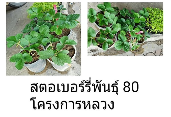 ชายต้นกล้า สตรอเบอรี่พันธุ์ 80 โครงการหลวง | ร้านไทยเจริญพืชผล ปากช่อง - ปากช่อง นครราชสีมา