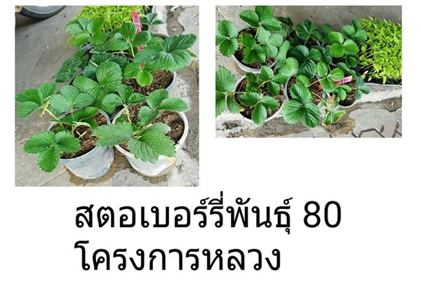 ชายต้นกล้า สตรอเบอรี่พันธุ์ 80 โครงการหลวง