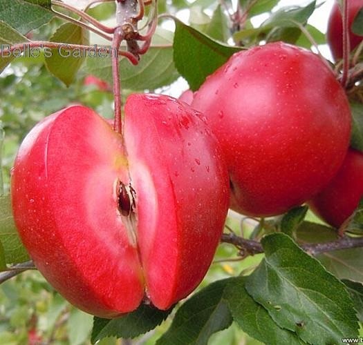 แอปเปิ้ลแนื้อแดง | ธนพรฟลาวเวอร์ -  นครราชสีมา