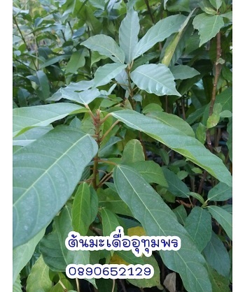 ต้นมะเดื่ออุทุมพร | สวนสมโภชพันธุ์ไม้ - แก่งคอย สระบุรี
