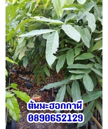 ต้นมะฮอกกานี  | สวนสมโภชพันธุ์ไม้ - แก่งคอย สระบุรี