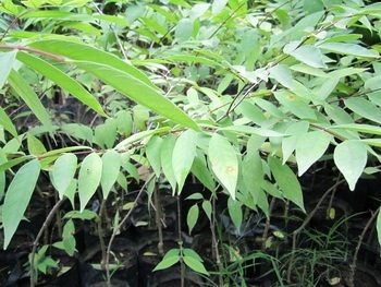 ต้นโมกมัน  | สวนสมโภชพันธุ์ไม้ - แก่งคอย สระบุรี