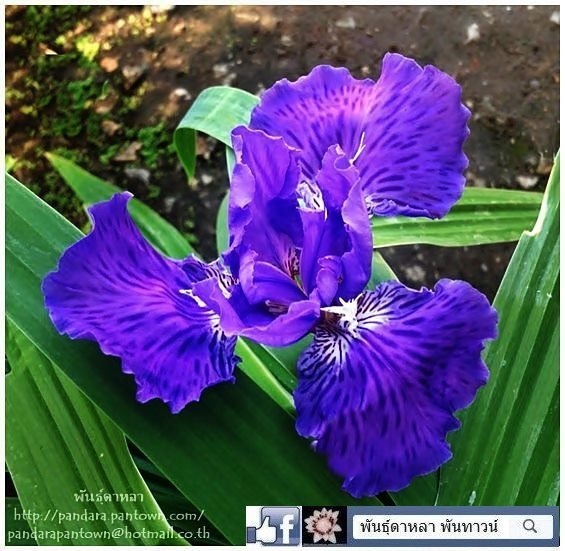 Iris Japanese Roof | พันธุ์ดาหลา - เมืองเชียงใหม่ เชียงใหม่