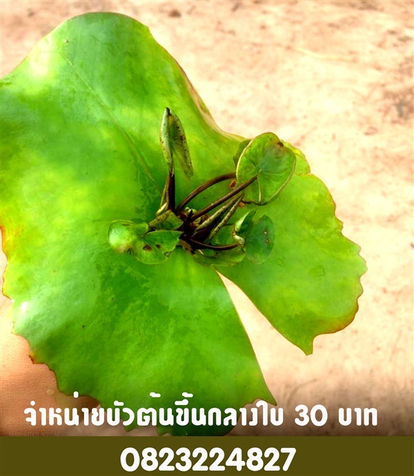 บัวต้นขึ้นกลางใบ | laddagarden - ลาดหลุมแก้ว ปทุมธานี