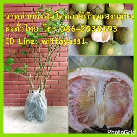 ส้มโอทองดี | วิภารัตน์ -  นครศรีธรรมราช