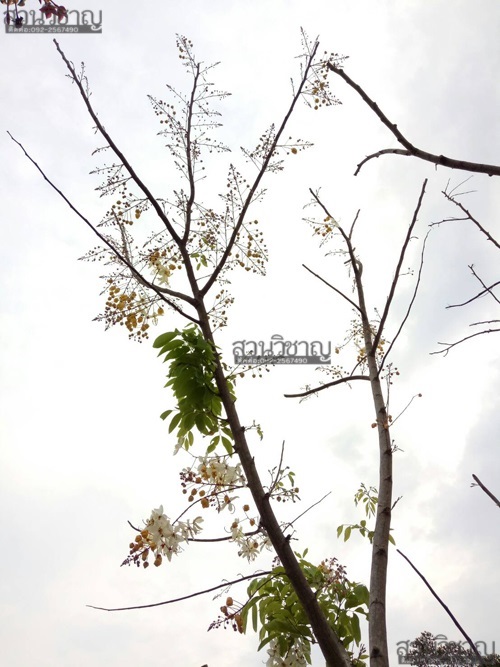 คูณดอกขาว | สวน วิชาญ - ภาชี พระนครศรีอยุธยา