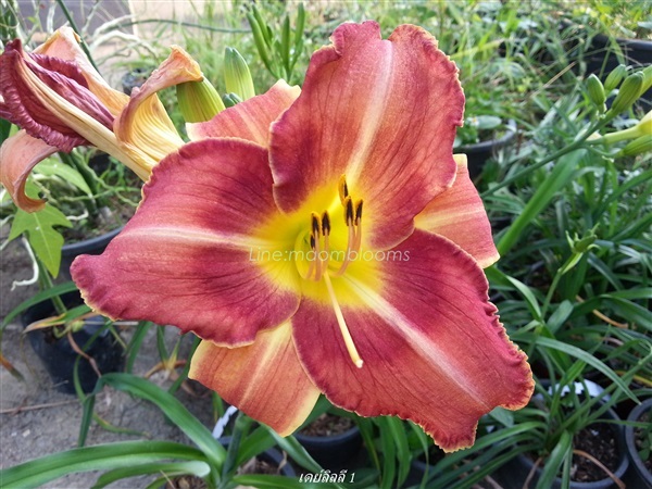 Daylily : Hemerocallis : ดอกไม้จีน  | MAomblooms - แม่เมาะ ลำปาง