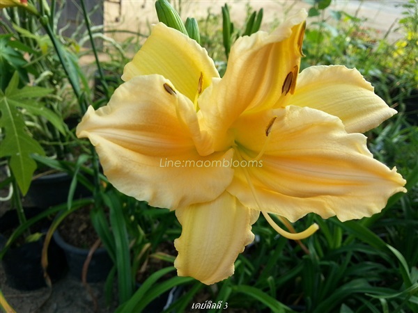 Daylily : Hemerocallis : ดอกไม้จีน  | MAomblooms - แม่เมาะ ลำปาง