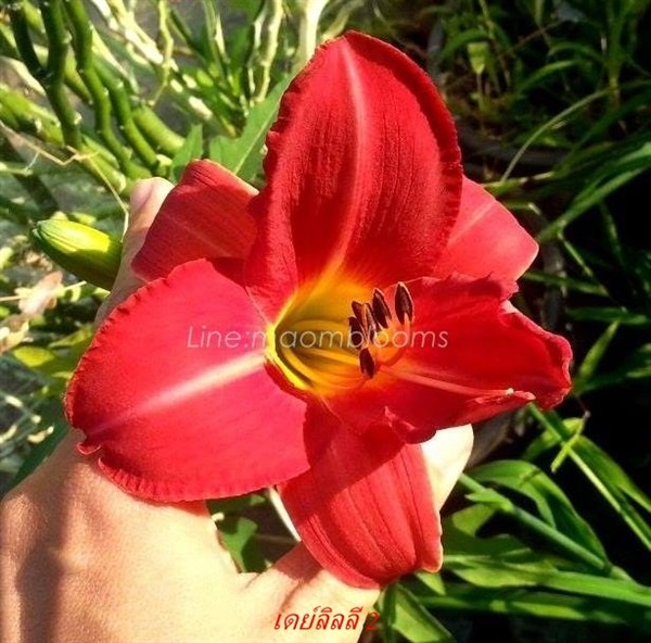 Daylily : Hemerocallis : ดอกไม้จีน  | MAomblooms - แม่เมาะ ลำปาง