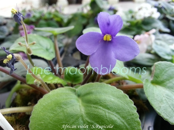 African violet S. rupicola | MAomblooms - แม่เมาะ ลำปาง