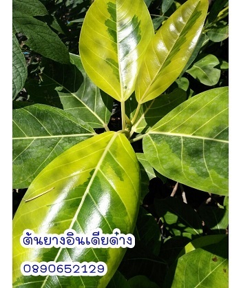 ต้นยางอินเดียด่าง | สวนสมโภชพันธุ์ไม้ - แก่งคอย สระบุรี