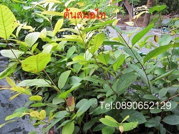 ต้นสมอไทย  | สวนสมโภชพันธุ์ไม้ - แก่งคอย สระบุรี