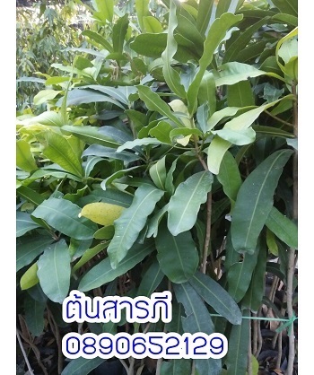 ต้นสารภี  | สวนสมโภชพันธุ์ไม้ - แก่งคอย สระบุรี