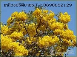 ต้นเหลืองปรีดียาธร  | สวนสมโภชพันธุ์ไม้ - แก่งคอย สระบุรี