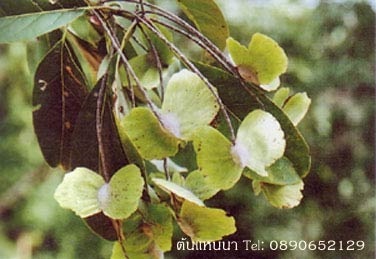 ต้นแหนนา | สวนสมโภชพันธุ์ไม้ - แก่งคอย สระบุรี