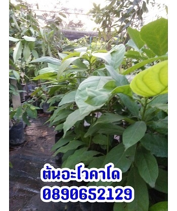 ต้นอะโวคาโด | สวนสมโภชพันธุ์ไม้ - แก่งคอย สระบุรี