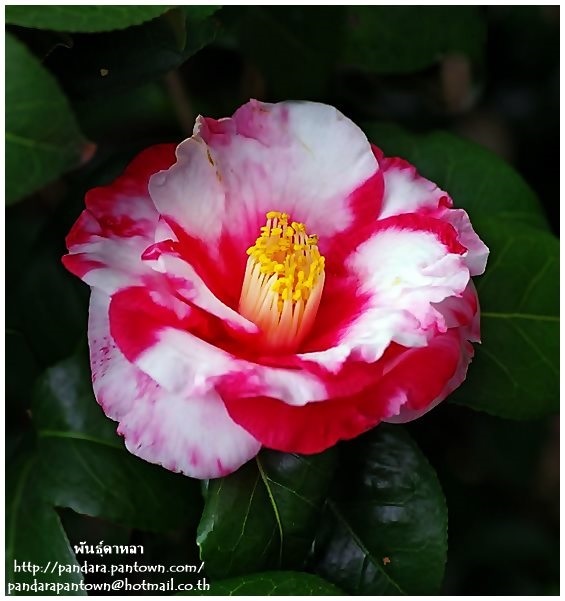 Camellia japonica 'Iwaneshibori' | พันธุ์ดาหลา -  