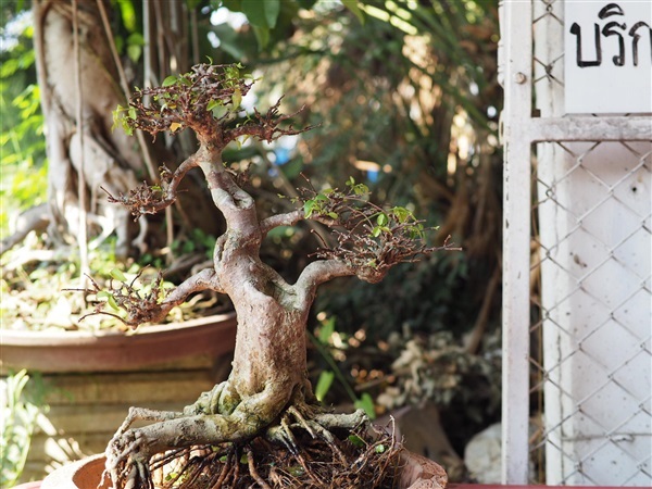 โมกซ้อน อายุ30ปี | House of bonsai  - เมืองเชียงใหม่ เชียงใหม่