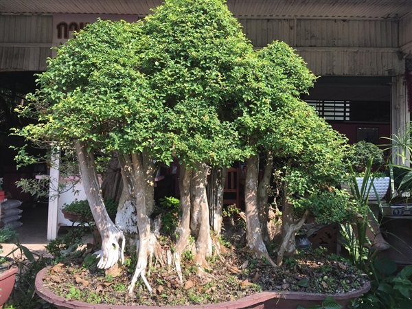 หมากเล็กหมาหน้อย  | House of bonsai  - เมืองเชียงใหม่ เชียงใหม่
