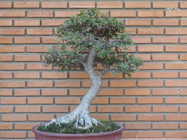 เอม จีน | House of bonsai  - เมืองเชียงใหม่ เชียงใหม่