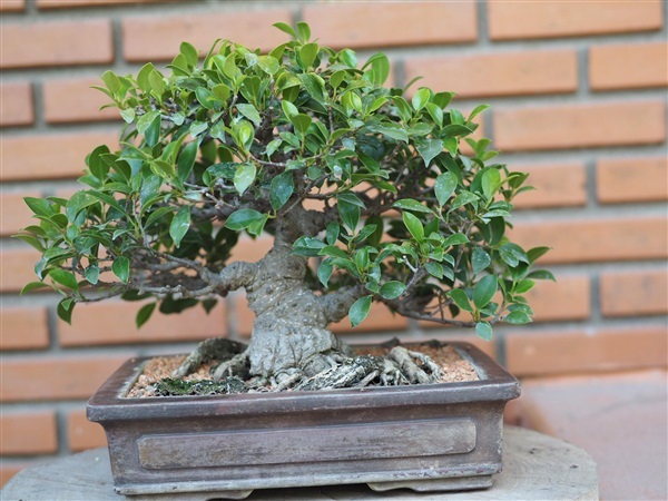 ไทรเมล็ดก๋วยจี้  | House of bonsai  - เมืองเชียงใหม่ เชียงใหม่