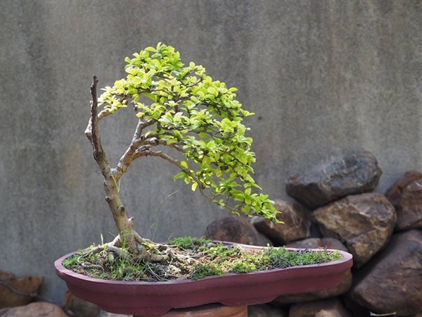 ชาฮกเกี้ยง   | House of bonsai  - เมืองเชียงใหม่ เชียงใหม่