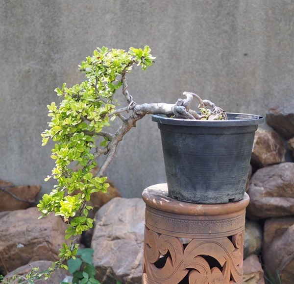 ชาฮกเกี้ยง  | House of bonsai  - เมืองเชียงใหม่ เชียงใหม่