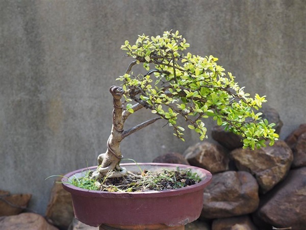 ชาฮกเกี้ยง  | House of bonsai  - เมืองเชียงใหม่ เชียงใหม่
