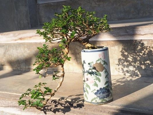 เพรมน่า ตกกระถาง  | House of bonsai  - เมืองเชียงใหม่ เชียงใหม่