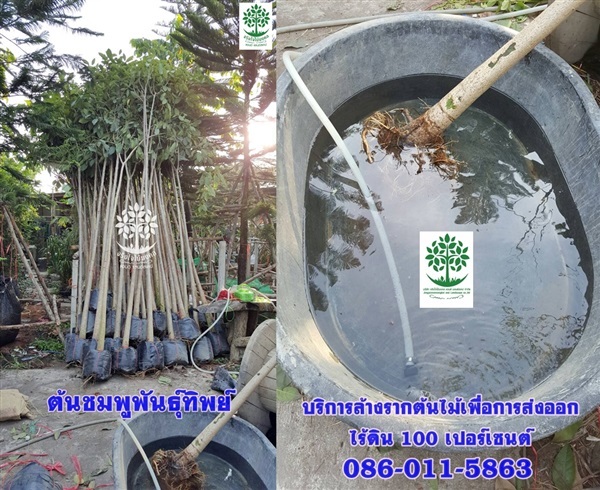 บริการรับล้างรากต้นไม้เพื่อการส่งออก | จริงใจไม้มงคล แอนด์ แลนด์สเคป - ลำลูกกา ปทุมธานี