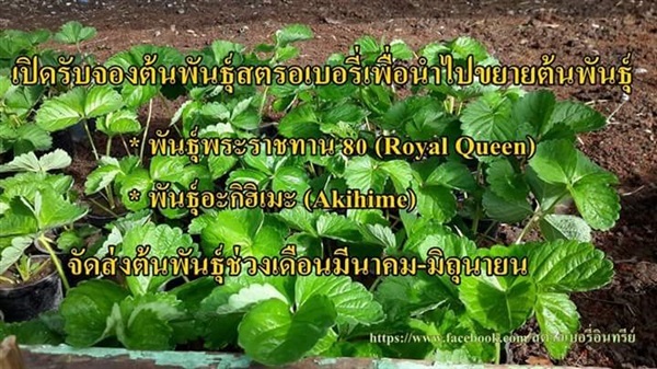 เปิดจองต้นพันธุ์สตรอเบอรี่ | ไร่เพียงเธอ - ปากช่อง นครราชสีมา