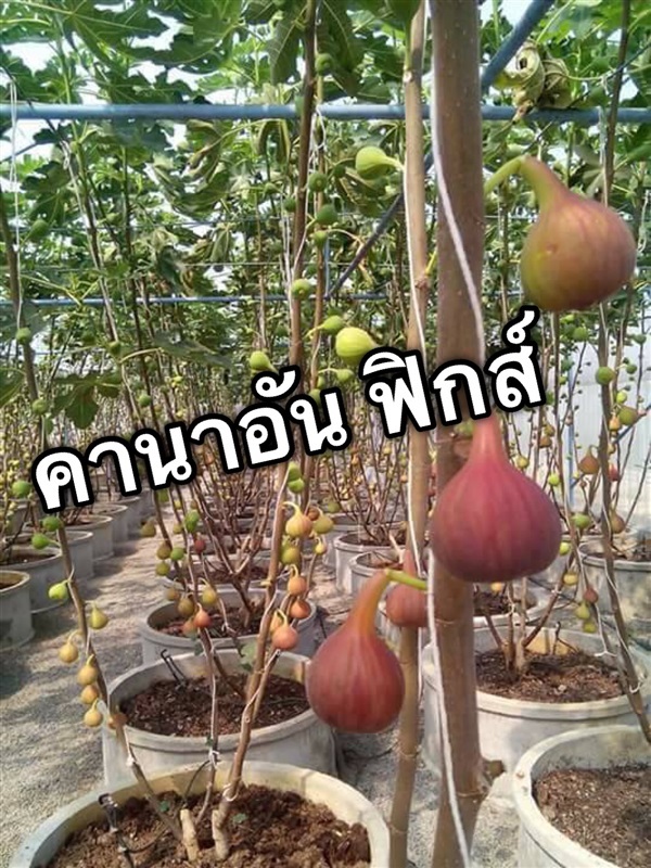 Figs มะเดื่อฝรั่ง | Canaan figs&Date palm  -  เชียงใหม่