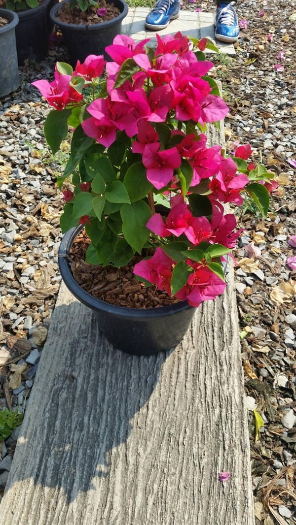 ต้นเฟื่องฟ้า (Bougainvillea) | สวนลุงแย้พันธุ์ไม้ - องครักษ์ นครนายก