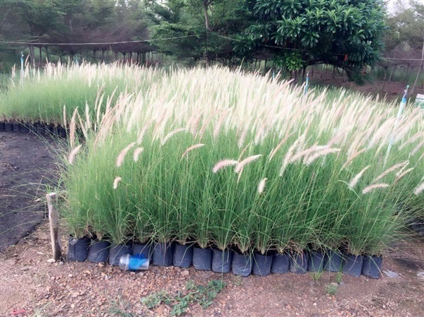 หญ้าน้ำพุ (Pennisetum)