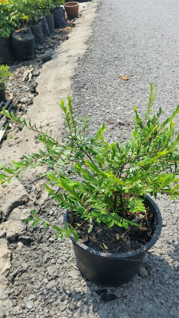 หลิวเลื้อย ( Phyllandthus myrtifolius ) | สวนลุงแย้พันธุ์ไม้ - องครักษ์ นครนายก