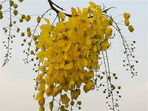 ราชพฤกษ์ (ดอกสีเหลืองเข้ม) | ภูแสนสุข - สามชุก สุพรรณบุรี