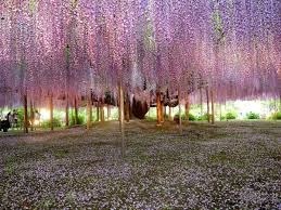 วิสทีเรีย wisteria | Thailandnursery - ดินแดง กรุงเทพมหานคร